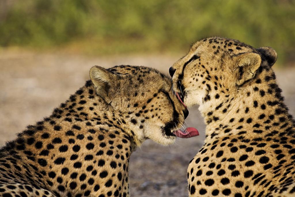 Anantara Sir Bani Yas Island Al Sahel Villas Zahr Luaran gambar
