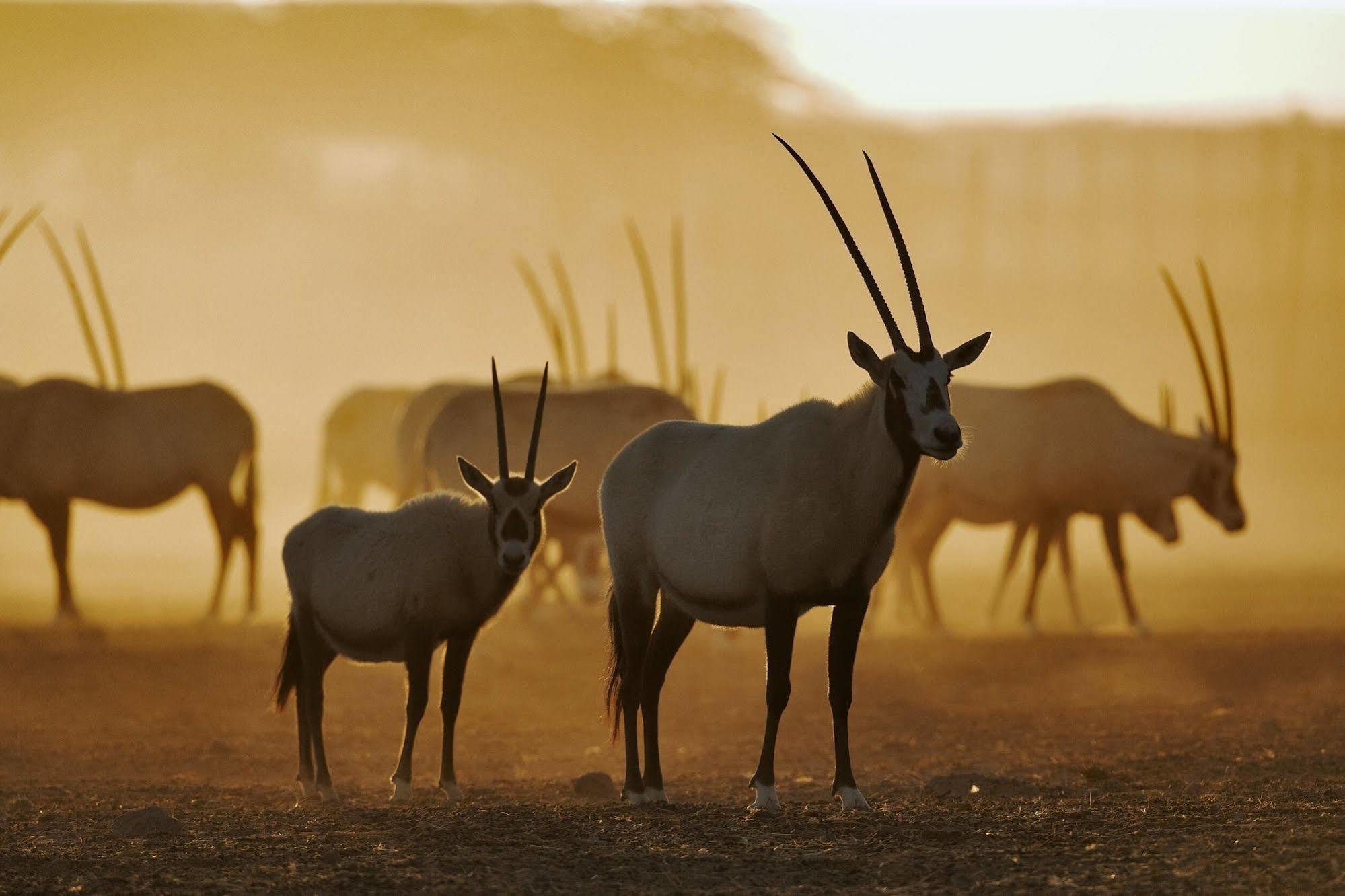 Anantara Sir Bani Yas Island Al Sahel Villas Zahr Luaran gambar