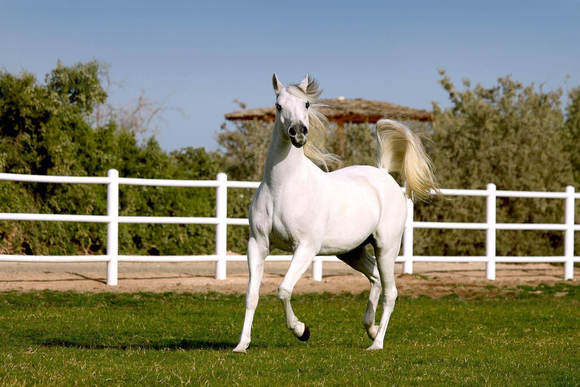 Anantara Sir Bani Yas Island Al Sahel Villas Zahr Luaran gambar