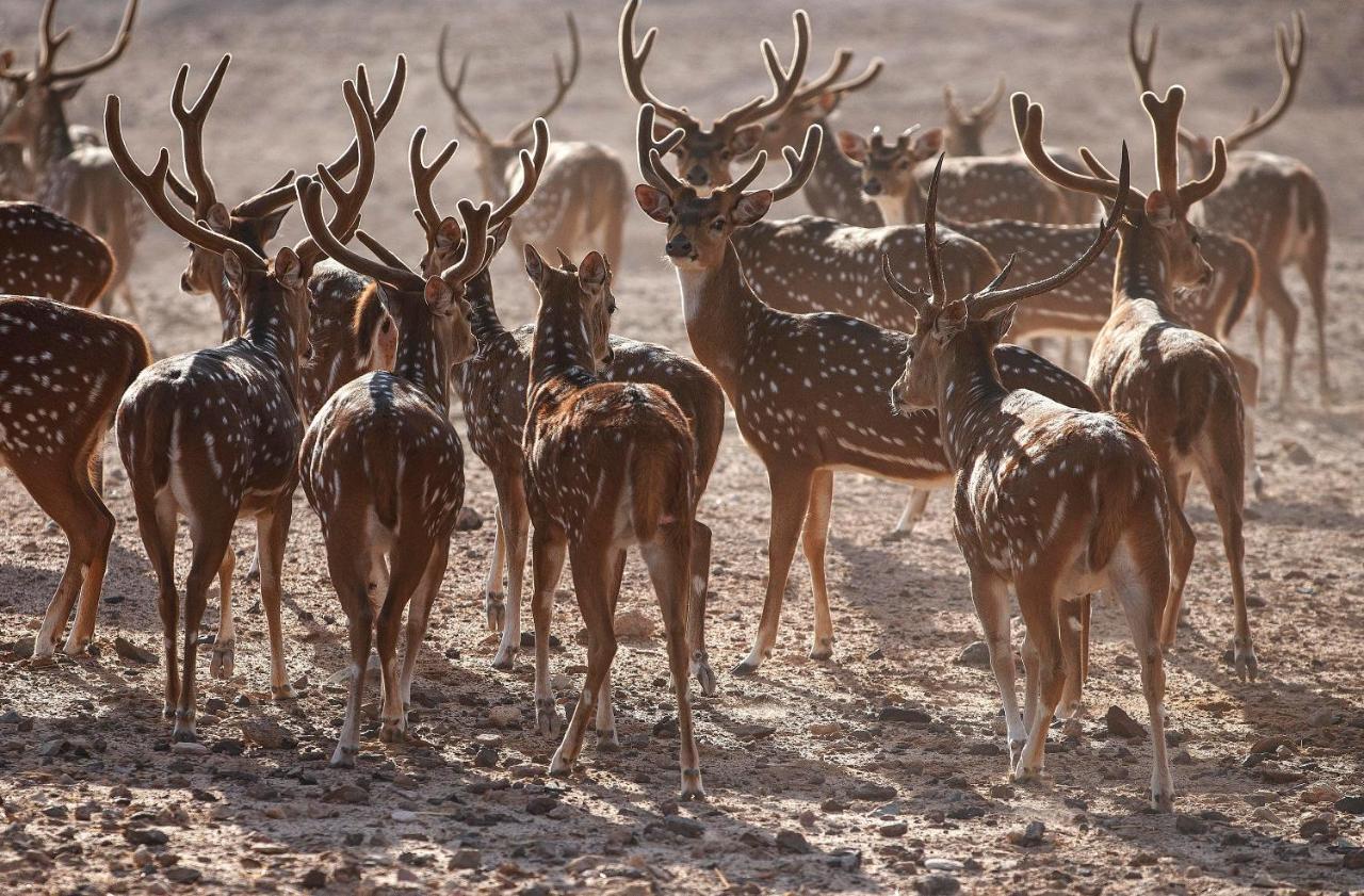 Anantara Sir Bani Yas Island Al Sahel Villas Zahr Luaran gambar