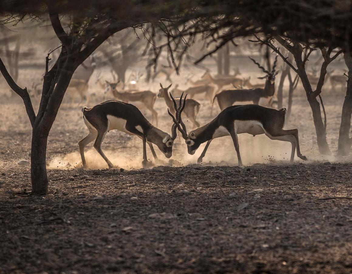 Anantara Sir Bani Yas Island Al Sahel Villas Zahr Luaran gambar
