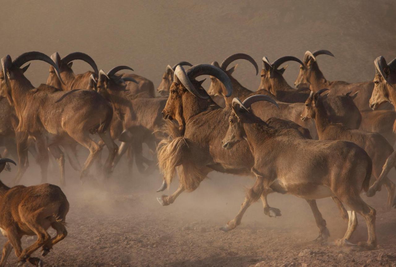 Anantara Sir Bani Yas Island Al Sahel Villas Zahr Luaran gambar